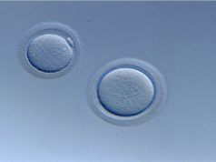 O que define uma fêmea? O que define uma fêmea?