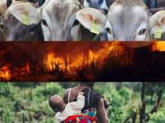 Pecuária, desastres ambientais, epidemias e o trabalho das mulheres Pecuária, desastres ambientais, epidemias e o trabalho das mulheres