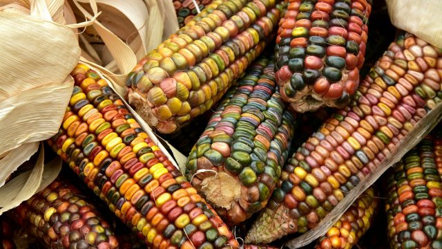 qg (5) Mantendo viva a luta das mulheres camponesas