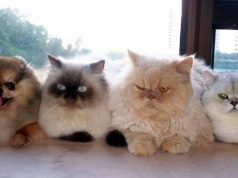 Sobre homens nas organizações feministas Sobre homens nas organizações feministas