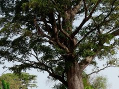 Escutei você no cantinho do Iroko ESCUTEI VOCÊ NO CANTINHO DO IROKO