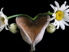 O que é uma mulher? utero de flor